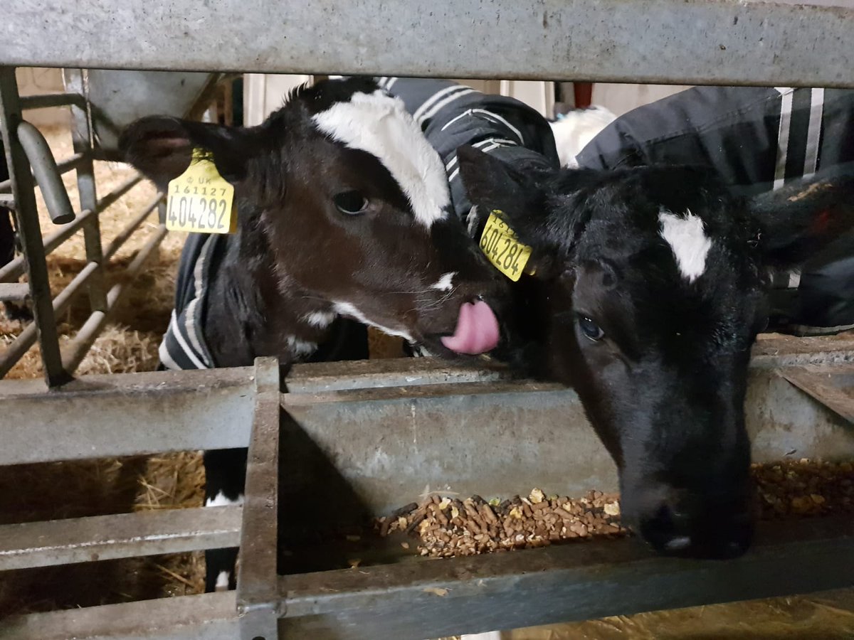 Caroline Williams tweet media