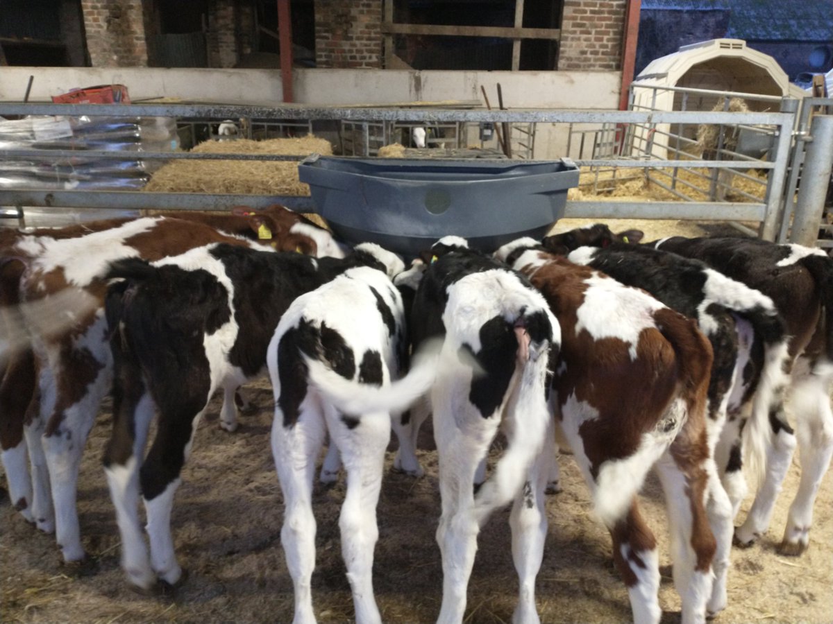 Caroline Williams tweet media