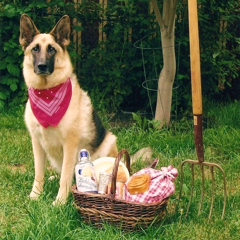 rolommm's tweet photo. @Ward4Aaron Here is our late Adda. Protecting Picnic Baskets one at a time........That includes you "Yogi". https://t.co/LReo8FpGFZ
