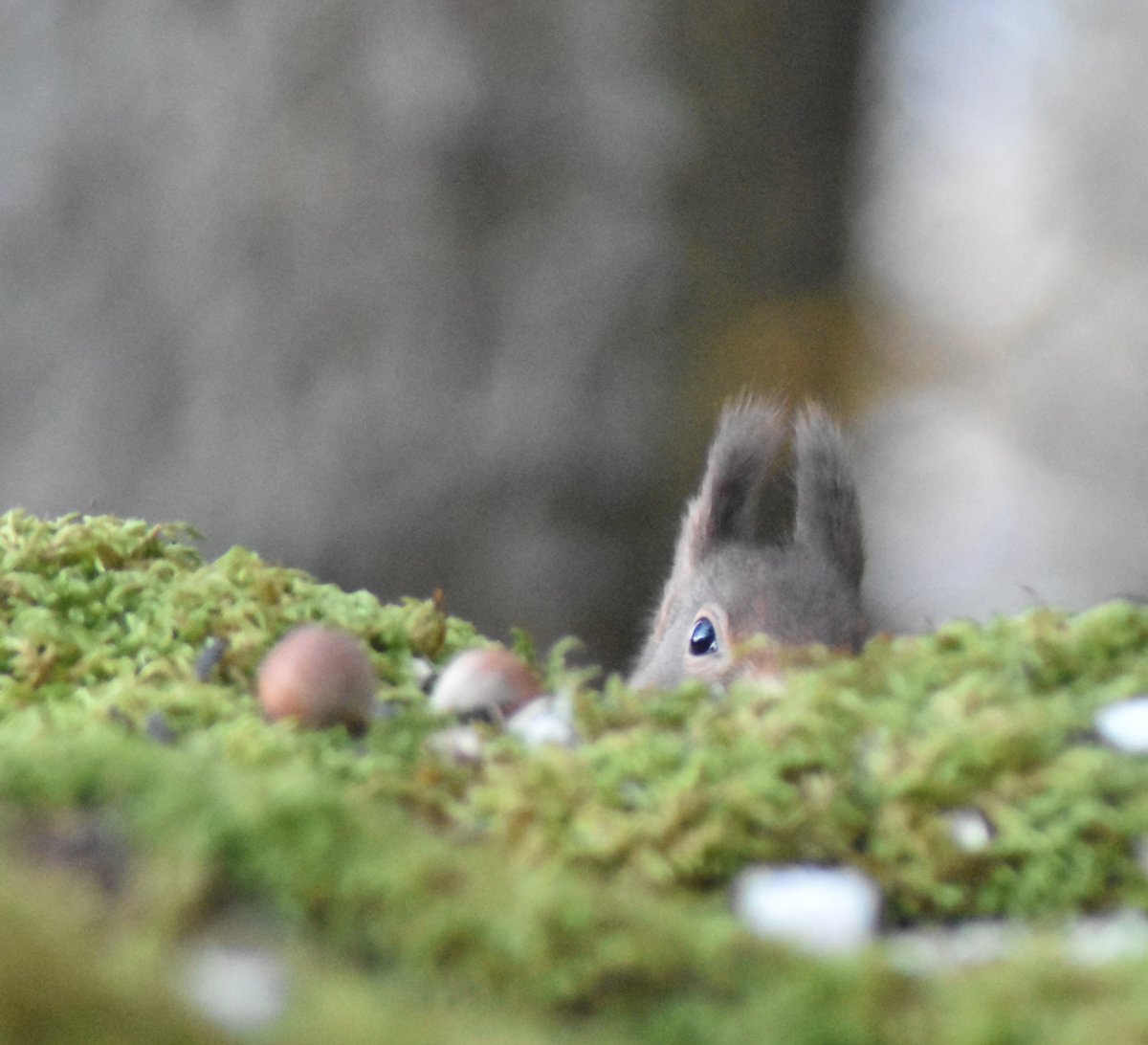 Keek! #Redsquirrels #SaveourReds