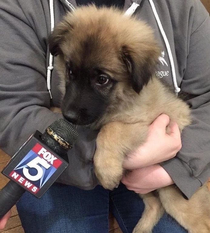 Un journaliste <a href="/TETUmag/">têtu·</a> besoin d'un coup de papatte ! 🐾
Sa question : « Quelle place prend le Puppy Play dans votre vie, comment ça s'est installé et comment cela a évolué pour vous ? »
Vous souhaitez répondre ? Contactez nous au plus vite par mail 😊

➡️ contact@pupandco.fr ⬅️
