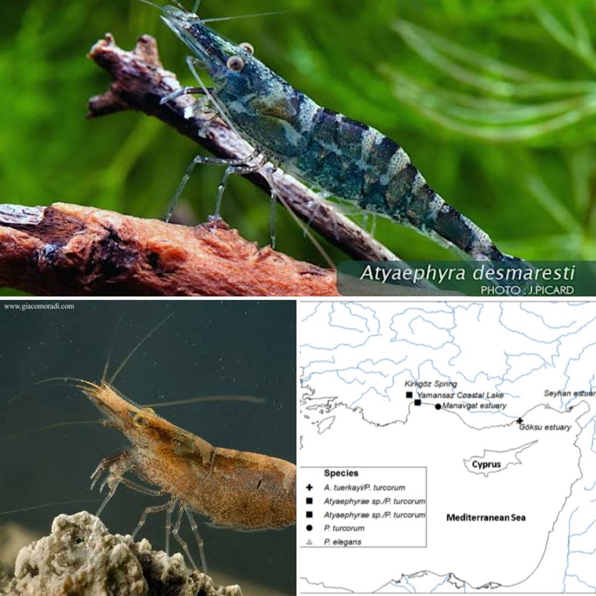 The cytochrome oxidase subunit 1 (#COI) gene in #Atyaephyra recognized seven Atyaephyra species in the #Mediterranean basin. #DNA barcodes of Atyaephyra specimens collected in the study confirm the #firstrecord of A. tuerkayi in #Turkey.
For more, follow⬇️
trjfas.org/abstract.php?l…