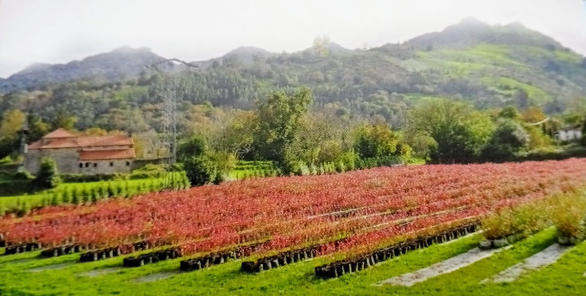 javiernoriegago's tweet photo. ¿Quieres probar la mejor mermelada de #arándanos del mundo?. Se cultiva y fabrica en #Liérganes. Completamente artesana. 100% Natural.
Se llama #ACASYNA https://t.co/i3Ul3jUEFb
#Cantabria #VallesPasiegos #LaTierruca #LasTetasDeLiérganes
#ProductoArtesano #ConsumeLocal
👇👇👇👇 https://t.co/qBPZzjqgIE