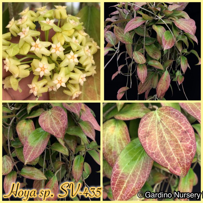 Watch Hoya Plants's leaked NSFW photo on TwXstars