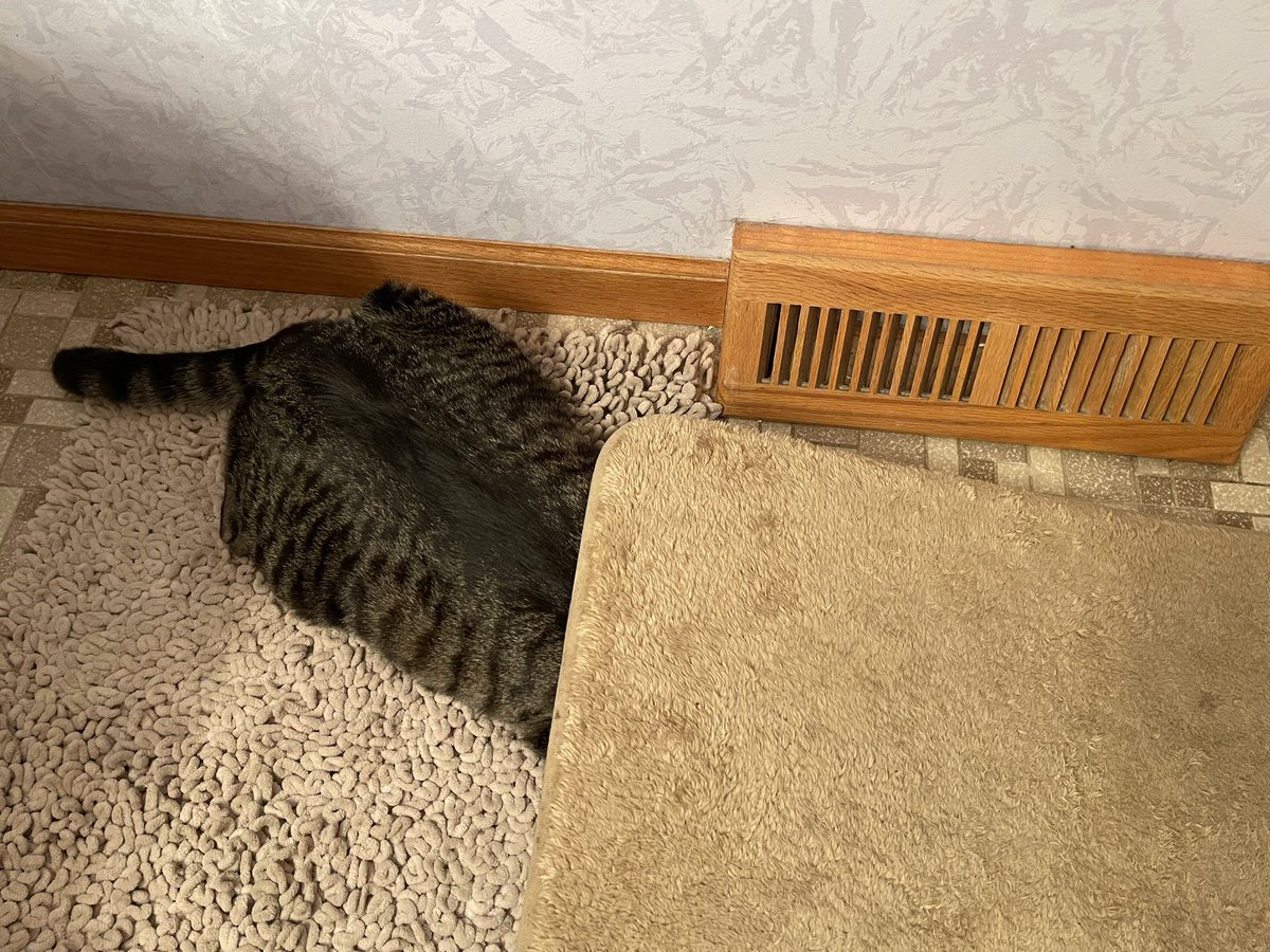 Kittenchaos5's tweet photo. Max still doesn’t understand how hide &amp; seek works...#CatsOfTwitter #caturday https://t.co/jCRVQd6sa3