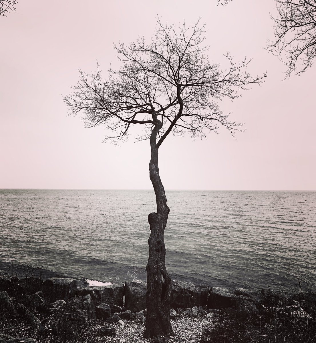 MarinaPiccioni's tweet photo. A photo a day for 2021
23 - 365
#tree_captures #natureshot #naturelandscape #oldtree #treeshunter #instatree #tree_pictures #treeline #branches #treephotography #darkness #photography #darkphotography #dark #darkaesthetic #trees #tree #woods #bnw #bwphotography https://t.co/H3XcMWhKyc