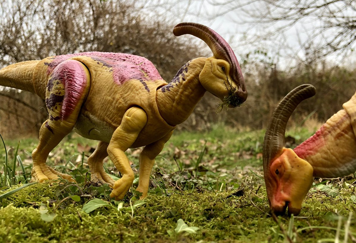 CollectorPaleo's tweet photo. Peaceful Parasaurolophus
#mattel #matteljurassicworld #matteltoys #jurassicworld #jurassicworldtoys #jurassicworldcampcretaceous #jurassicpark #jurassicparktoys #parasaurolophus #primalattack https://t.co/oUQzSTFlOP