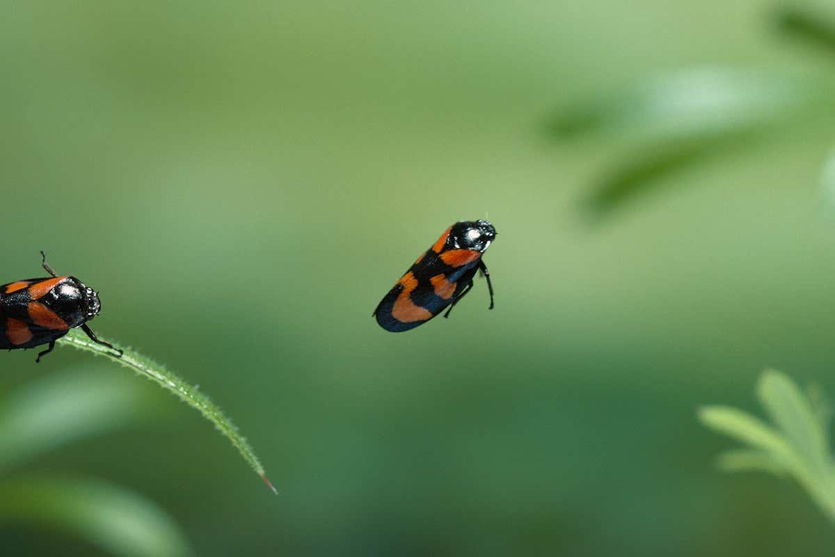 newscientist's tweet photo. Many insects seem to take off at a 60 degree angle when they jump, but why? Physicists think it helps them avoid colliding with obstacles. https://t.co/mlD6mACoW0 https://t.co/HCHHEHC1HS