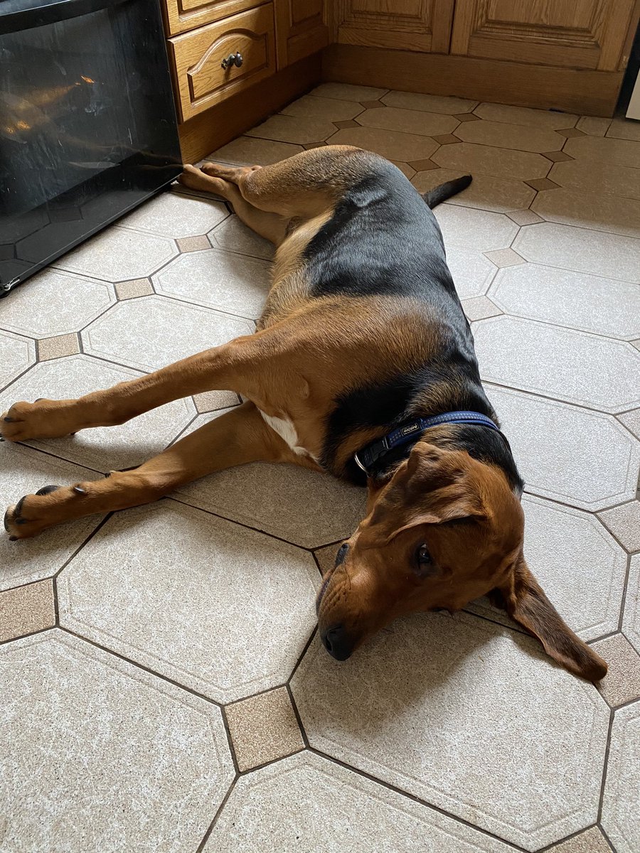 damianmooney's tweet photo. @DogsTrust_IE Sleeping with open, near the oven. Also this is Sammy, and I think that may be him or one of his siblings in your pic https://t.co/UKar1f5kZ0