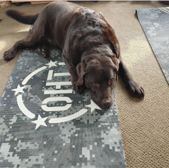 SupportOHT's tweet photo. Another great photo for the #OHTDogs hashtag! This chocolate lab’s name is Dozer and he’s doing his best ‘downward dog’ pose on an OHT yoga mat! Need a mat for your pup (or for yourself) check them out here! https://t.co/akvJSMvJl9 https://t.co/c1xtfFf2XR