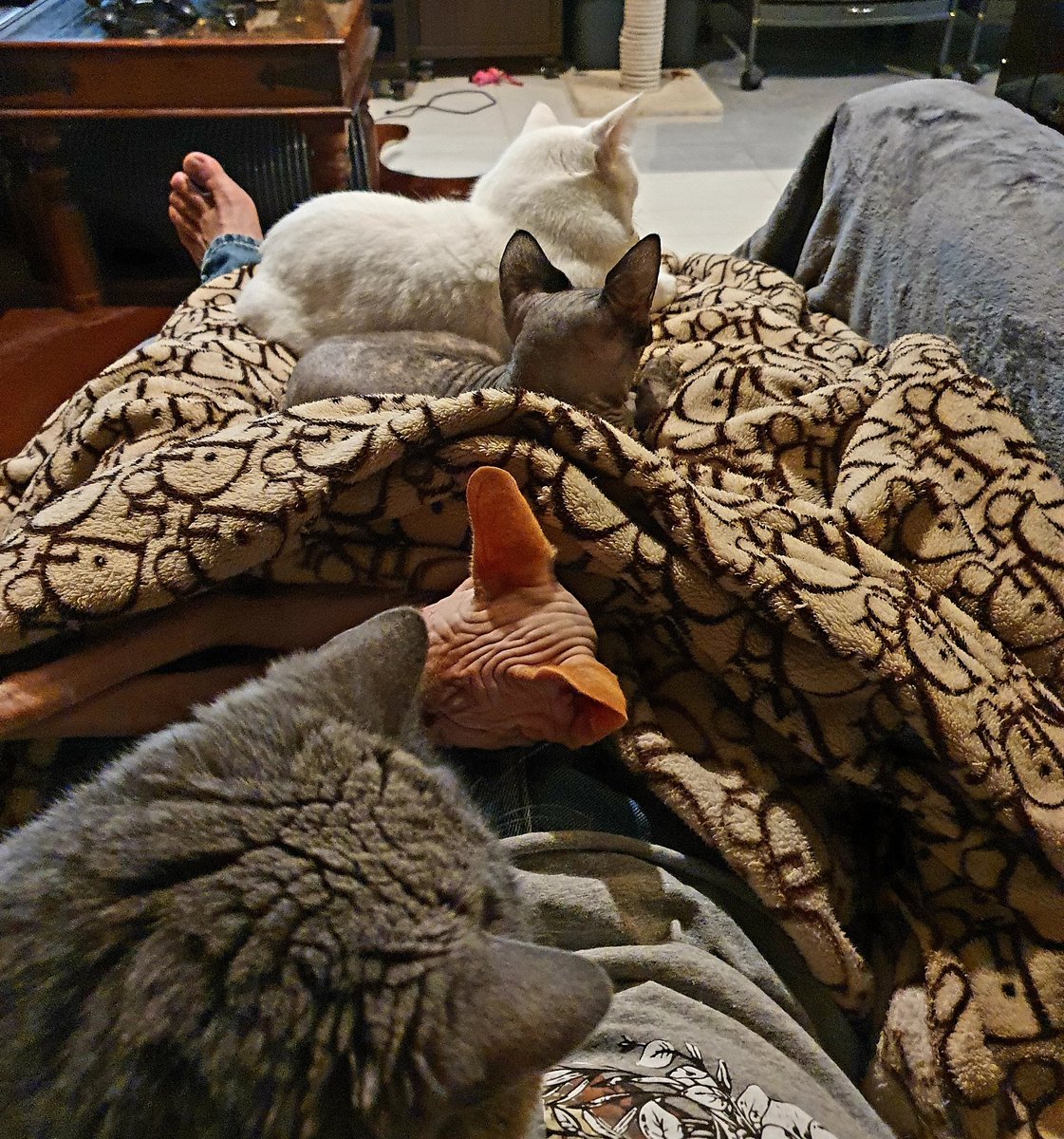 zaanthompson's tweet photo. Happy kids... #cat #catlovers #catoftheday #happycat #catlife #feline #catlover #cats_of_instagram #cats #catdad #catlord #catlovers #britishshorthair #britishblue #sphynx #turkishangora #sphynxcat #nakedcat #uae #emirates #samsungs10 #mydubai https://t.co/lDRzuzYLxe