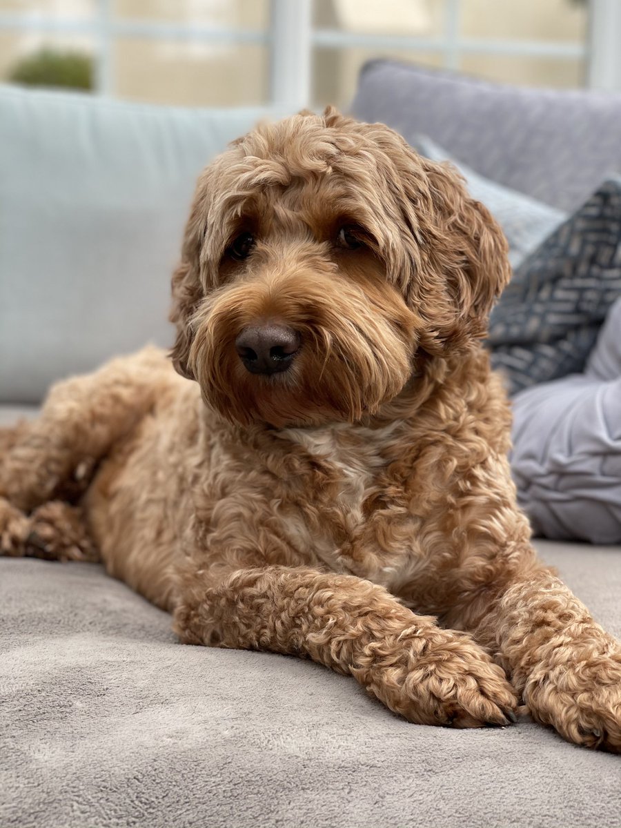 LuckyCockapoo's tweet image. Did you say walk?