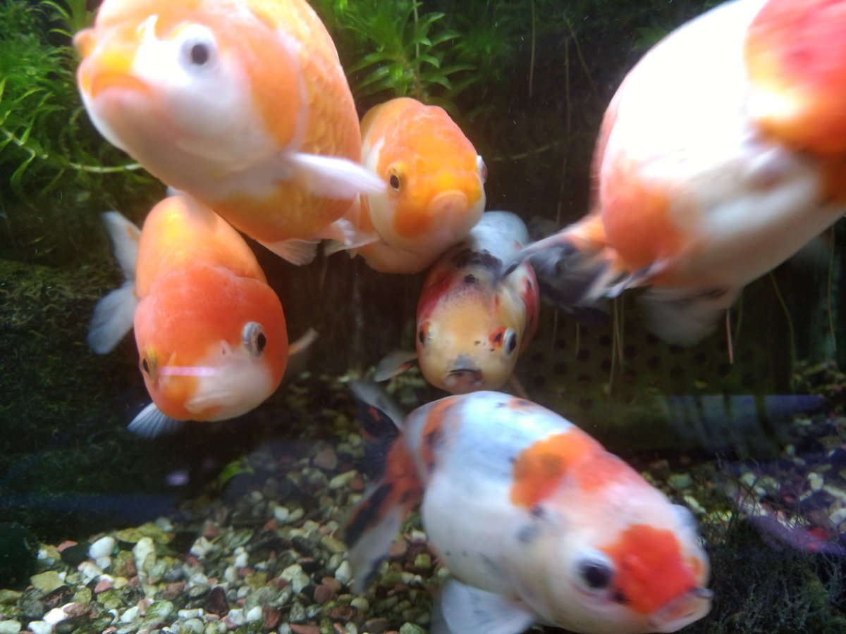 らんちゅう飼育 らんちゅう飼育