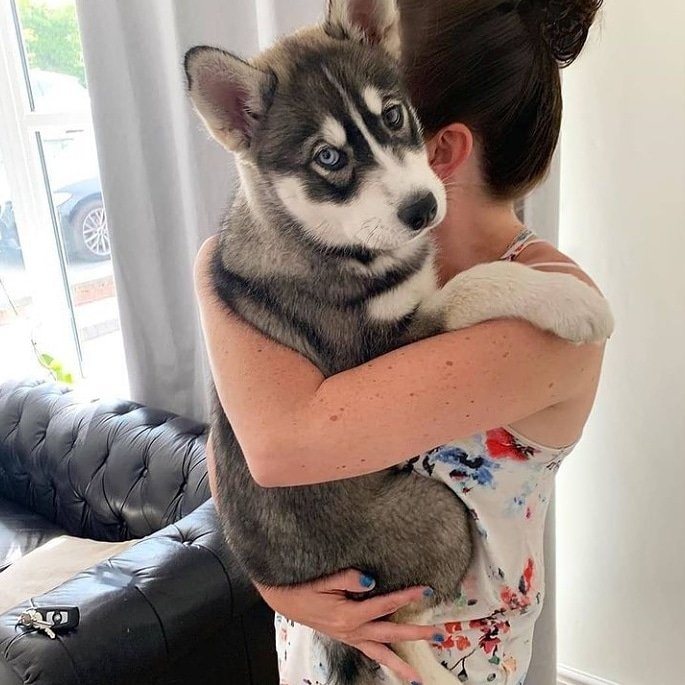 Husky_992's tweet photo. #husky #dogsofinstagram #huskylove #dog #huskylife #huskypuppy #huskiesofinstagram #huskies #huskygram #huskylovers #dogs #puppy #huskynation #huskyworld #huskyphotography #dogstagram #instadog #instahusky #siberianhuskypuppy #huskyofinstagram #doglover https://t.co/BnnO4k4VxA