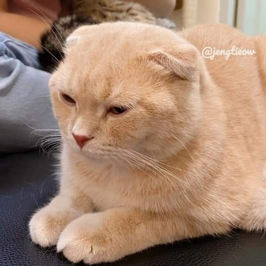 พี่เจ๋งน้องเตี๋ยวไม่ตีกันสิลูกกก tweet media