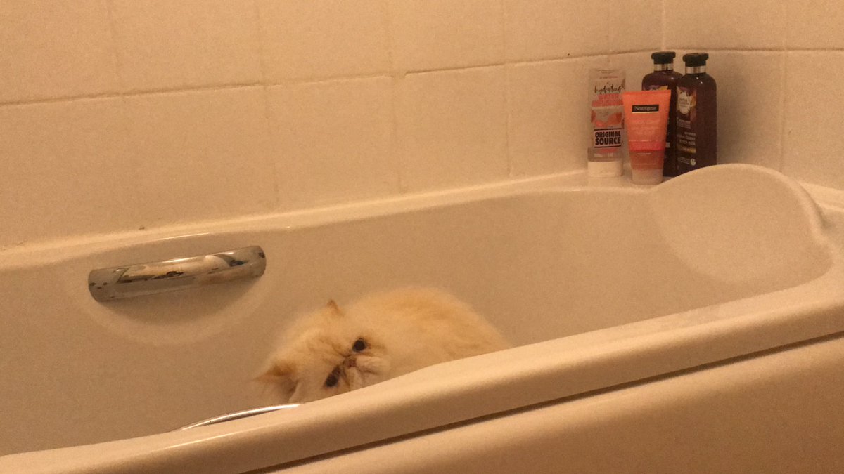 MegalomaniacMo2's tweet photo. So for my first tweet I thought Iβd try entice people in with a bathroom selfie #caturday #persian #sofreshandclean I needs some cat friends, come join the #peekypurrers https://t.co/jzypxKGw9I