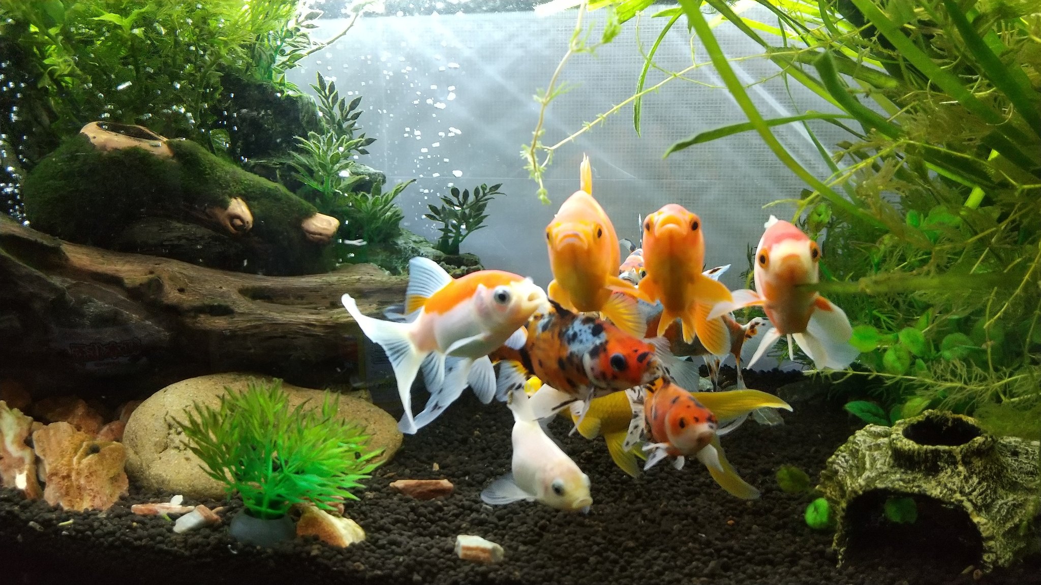 ボースケ Bosukech Twitter