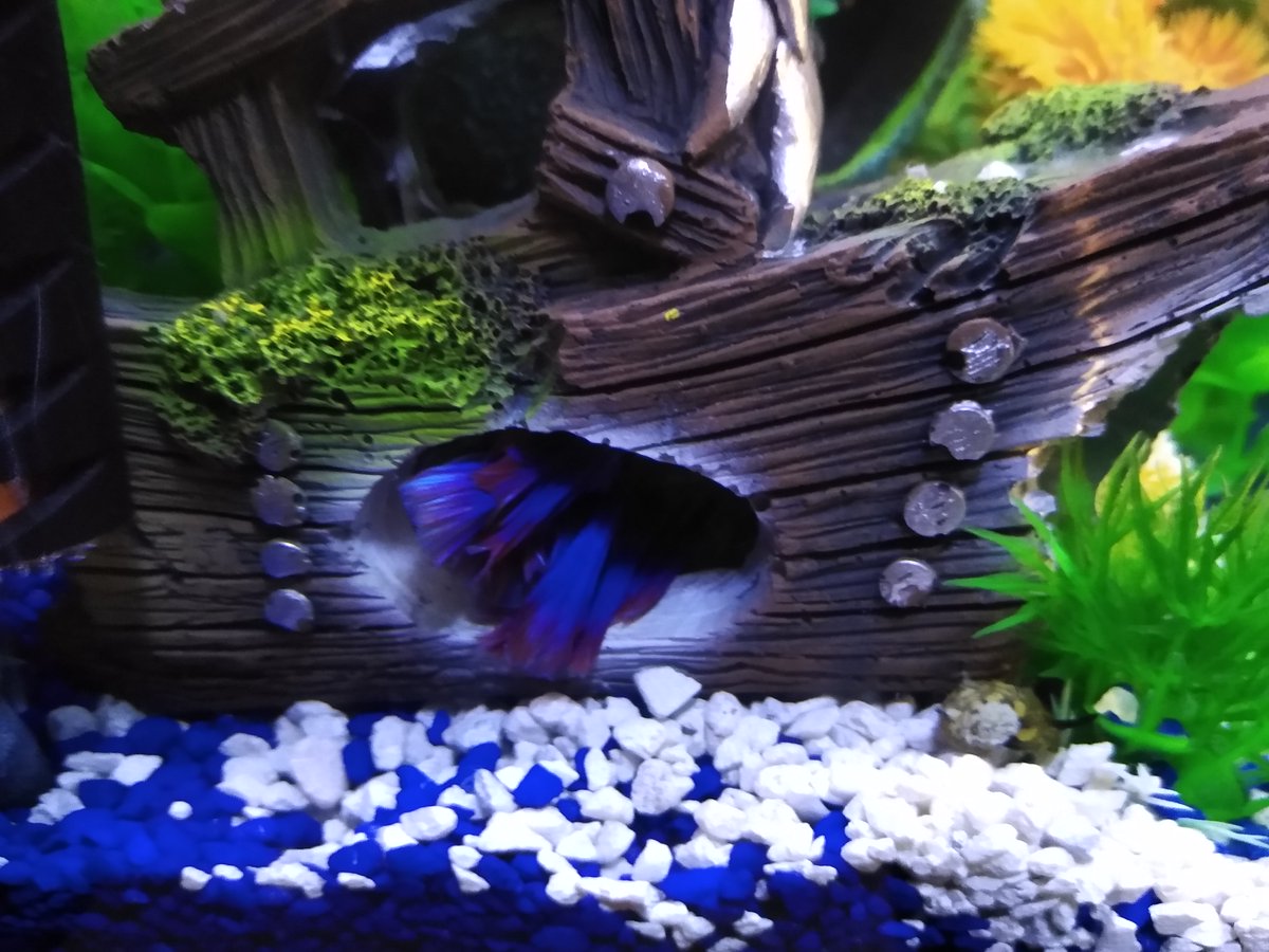 ZiggyWearsHats's tweet photo. My maid met with an unfortunate accident shortly after its arrival #itwasntme Now only a shell of its former self #itwasntme They say snail tastes like chicken #itwasntme I only swipe my tail for good #itwasntme #nomoresnailproblems #fishystuff #shreddersaturdays https://t.co/DKqazpElIf