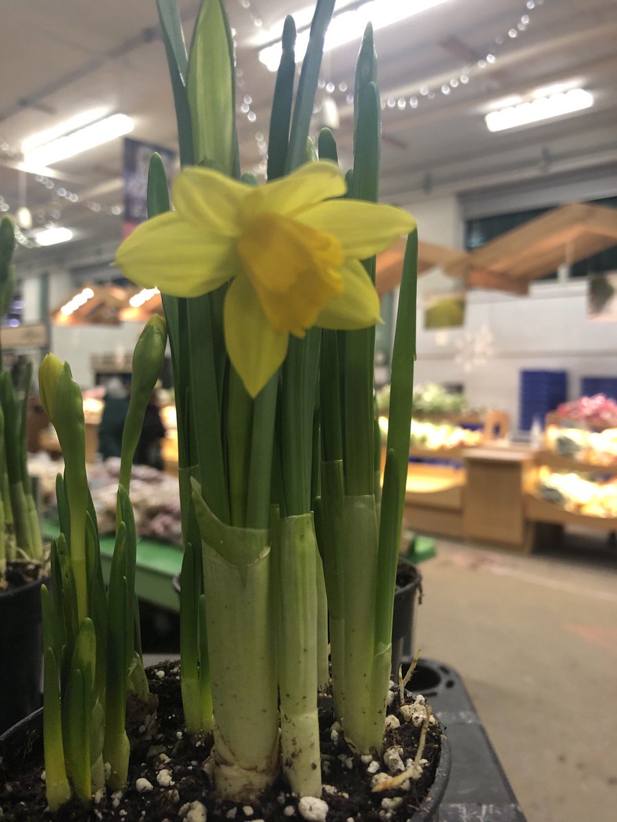 Maplewood Acres tweet media