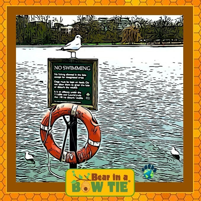 BearinaBowTie1's tweet image. “Has trouble following rules.” 🤣
#DidYouKnow : #Seagulls are one of the very few animals that can drink both fresh and salt water? They have a special gland above their eyes specifically designed to flush salt through openings in their bills.
#FunFac… instagr.am/p/CKZBYQABAxX/