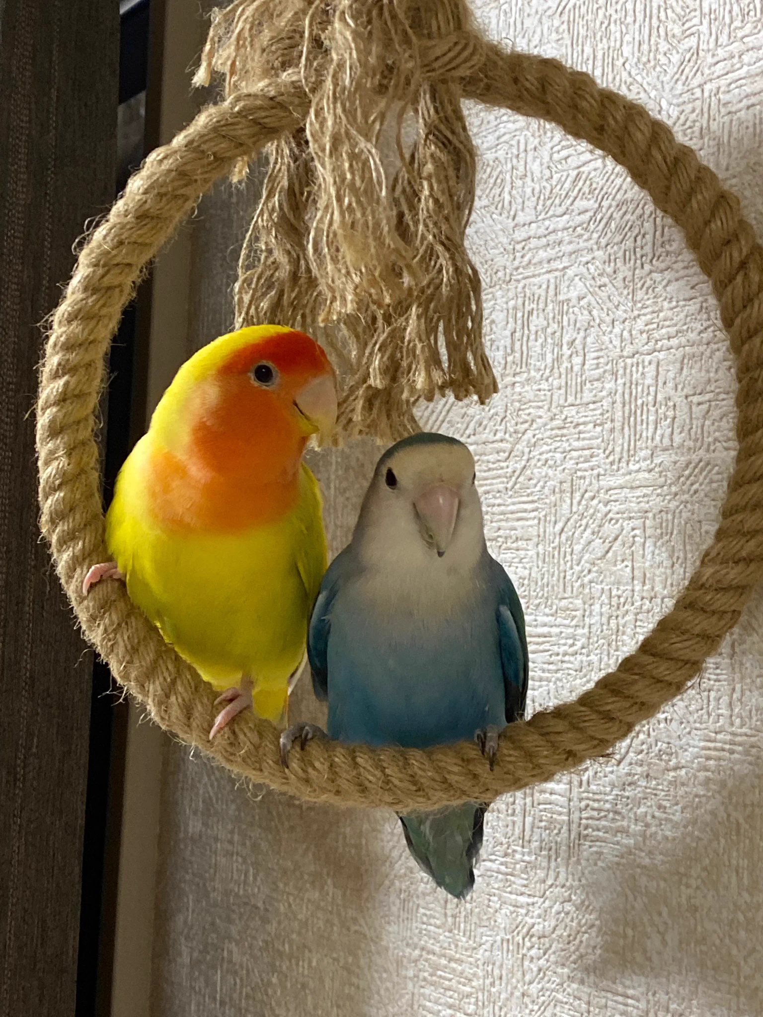 @senekiti @sakio_miruhito コザクラインコが2匹いますよ〜
確かに甲高い声で、ピーピーうるさいです（笑）書いてあるとおり愛に翻弄されます。
凄く慣れて可愛いですが、急に噛まれます（笑）猫ちゃんの様。うんこも覚えないのでいつも頭や肩にされます
(´ε｀ )♥でも可愛いから憎めないです。 