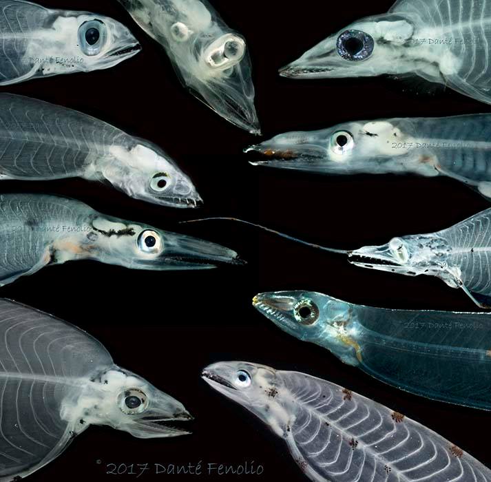 DanteFenolio's tweet photo. The early larval stage of an eel is called a leptocephalus (leptocephali - plural). Leptocephalus means "slim head," referring to this character. The Gulf of Mexico is home to over 150 species leptocephali - we need to do more to protect these waters. #Leptocephalus #savethegulf https://t.co/eNpzwimnOK