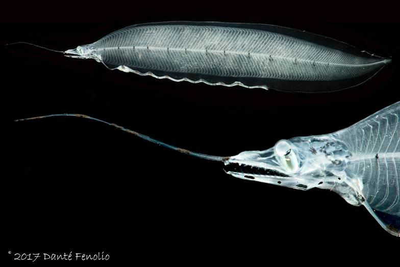 DanteFenolio's tweet photo. The early larval stage of an eel is called a leptocephalus (leptocephali - plural). Leptocephalus means "slim head," referring to this character. The Gulf of Mexico is home to over 150 species leptocephali - we need to do more to protect these waters. #Leptocephalus #savethegulf https://t.co/eNpzwimnOK