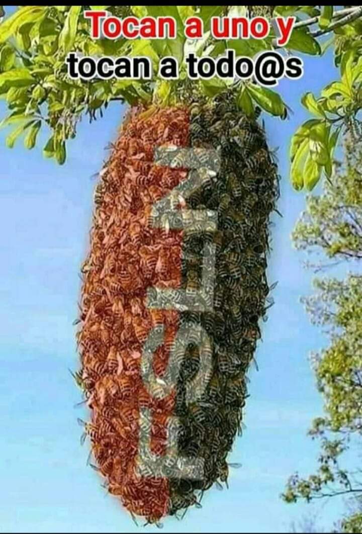 PLOMOdeamor's tweet photo. #23Enero 
No alboroten el avispero 
#EsNuestroElPorvenir 🇦🇴🇳🇮 https://t.co/CwRwUusAGF
