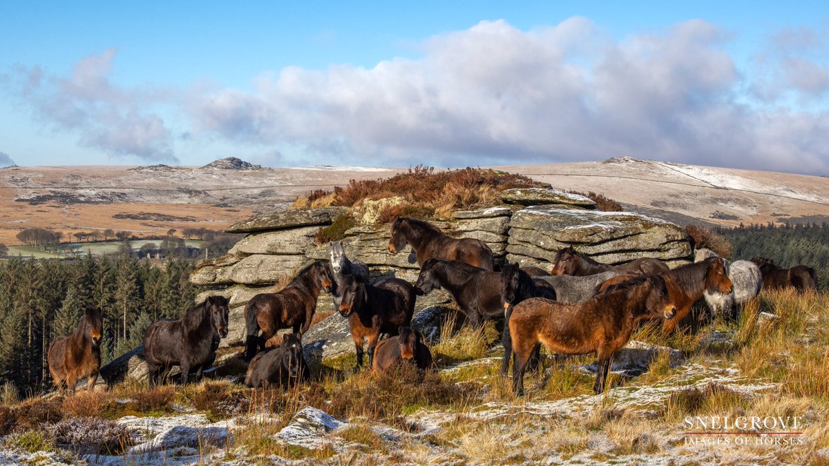 🥰🥰 Darn, seems someone left me off the party invite last night 🥰🥰 now this is the place to hang out 🥰🥰 never realised conservation grazing was so much hard work 😓🥰
<a href="/dartmoorponyht/">dartmoorponyheritage</a> #imagesofhorses #inspiredbywildlife #dartmoor #conservation #biodiversity #gonative