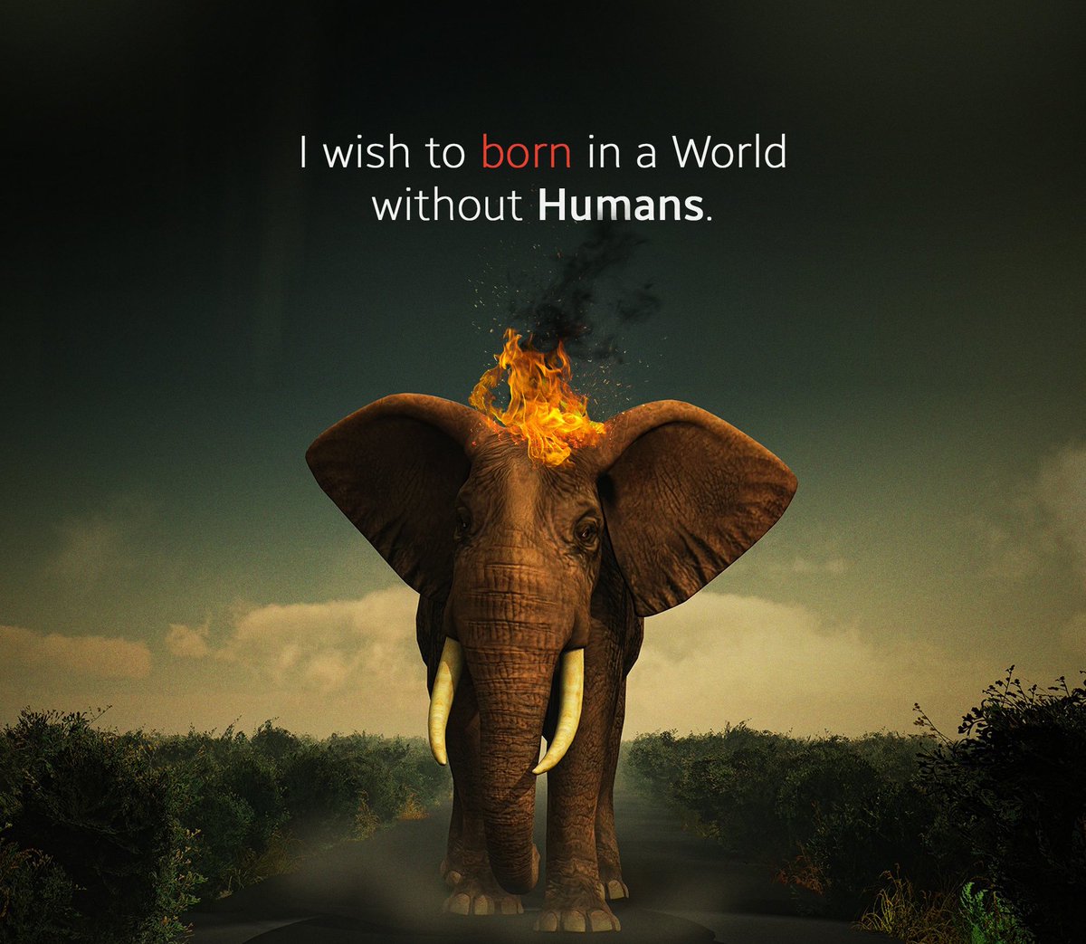 RithicD's tweet photo. Earth is all of us Not only for  Humans💔#Sobroken#heartless peoples💯#elephantdeath
Pictures says🙏❤ https://t.co/gJCQYHUYWq
