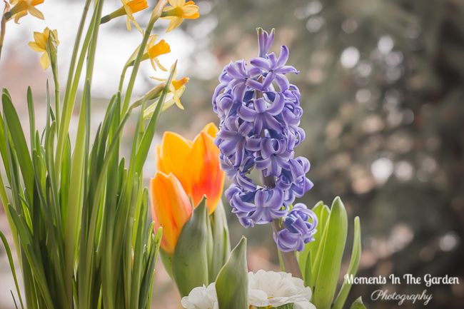 MomentsintheG's tweet image. More blooms appearing in my spring container.  They really cheer up my day.  #springcontainer #indoorcontainer #forcedbulbs #springbulbs #