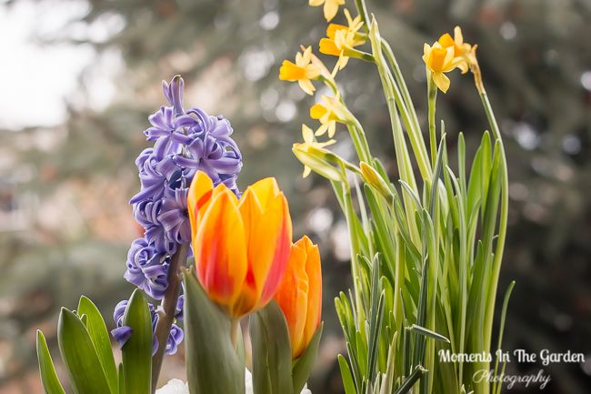 MomentsintheG's tweet image. More blooms appearing in my spring container.  They really cheer up my day.  #springcontainer #indoorcontainer #forcedbulbs #springbulbs #