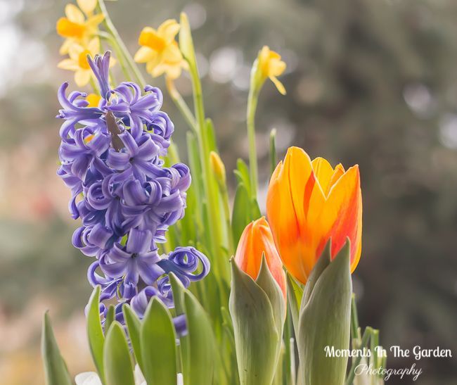 MomentsintheG's tweet image. More blooms appearing in my spring container.  They really cheer up my day.  #springcontainer #indoorcontainer #forcedbulbs #springbulbs #