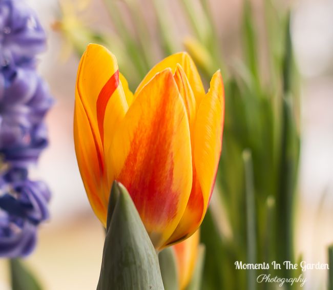 MomentsintheG's tweet image. More blooms appearing in my spring container.  They really cheer up my day.  #springcontainer #indoorcontainer #forcedbulbs #springbulbs #