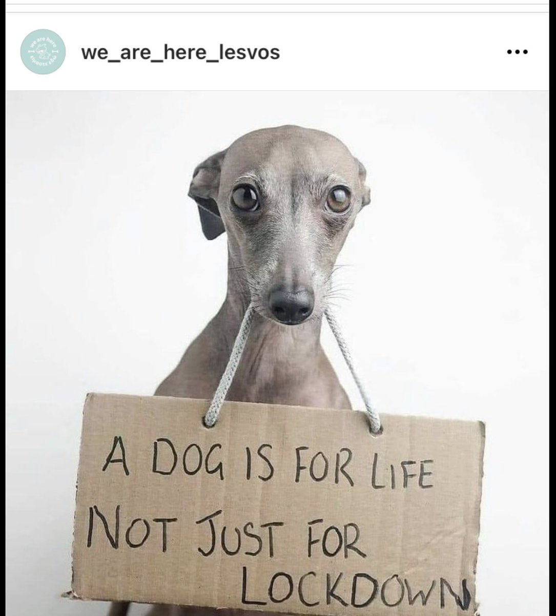 Dit soort aanvragen krijgt de geweldige stichting <a href="/WLesvos/">We are here lesvos</a> tegenwoordig: voor avondklok-honden.. Lieve mensen, neem toch alsjeblieft alleen een hond als je echt een heel dierenleven lang voor ze kunt zorgen, dus ook after-lockdown. En wees zeer beducht op broodfokkers, please!