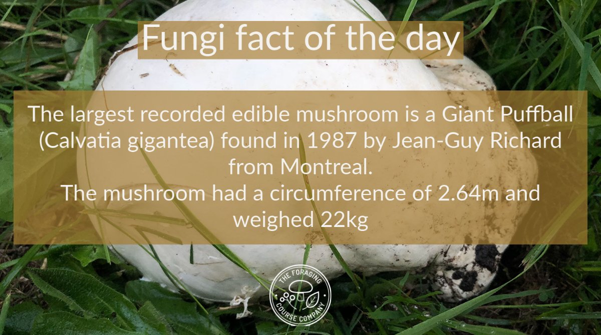 Discover more on our site foragingcoursecompany.co.uk
#fungi #mushrooms #fungifacts #usefulmushrooms #usefulfungi #ediblefungi #ediblemushrooms #foraging #forager #nature #wildfood #wildfoodlove #wild #bushcraft #naturalfood #fungifactoftheday #giantpuffball #calvatiagigantea
