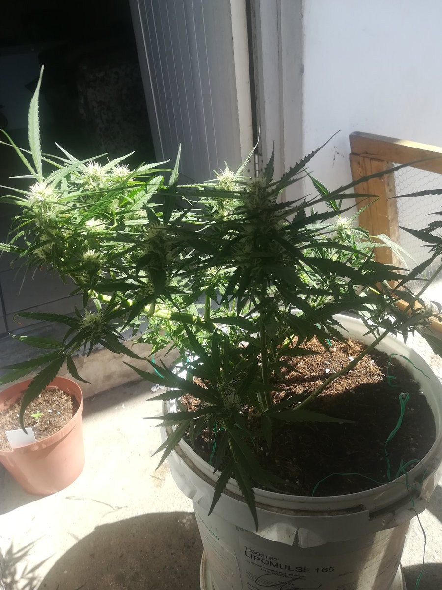 CannabrozS's tweet photo. Amnesia haze auto from @sa_seeds going in to week 4 of flower.. https://t.co/F7vzHE1TKj