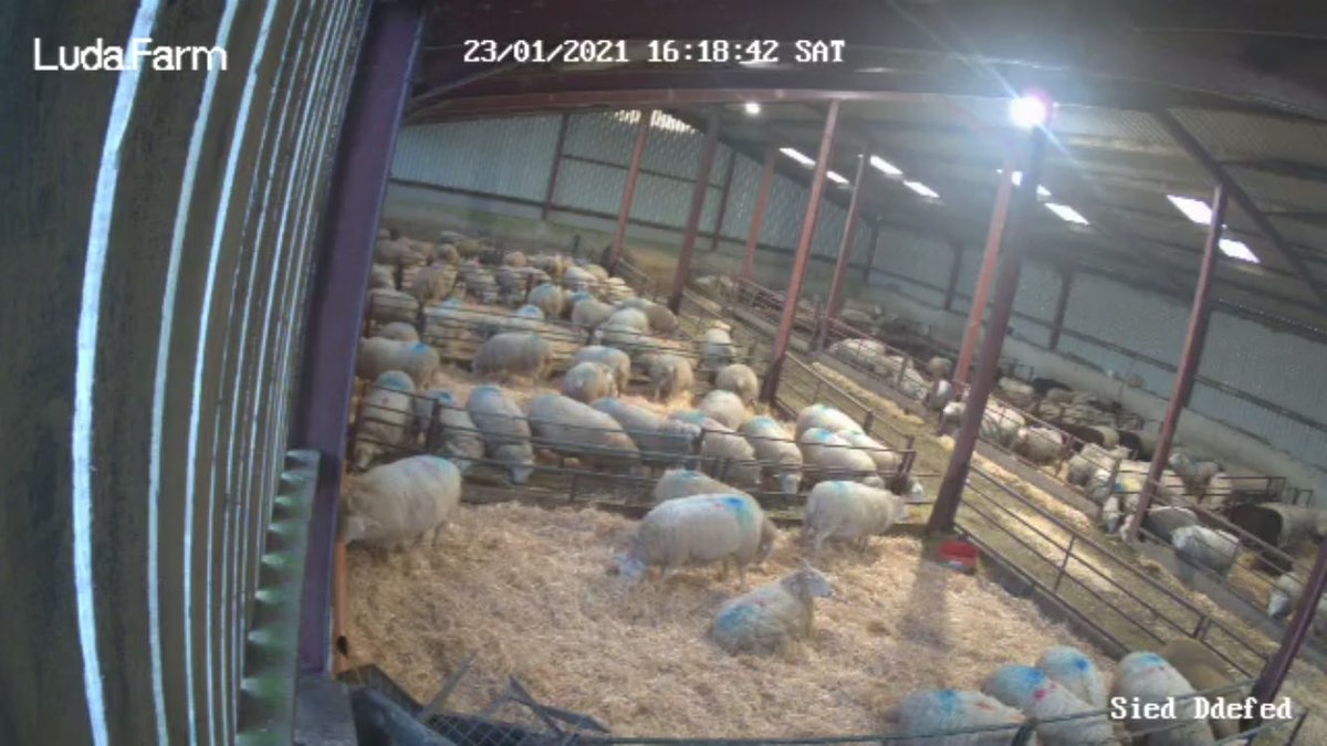 H_Dafydd's tweet image. Jobs a good un