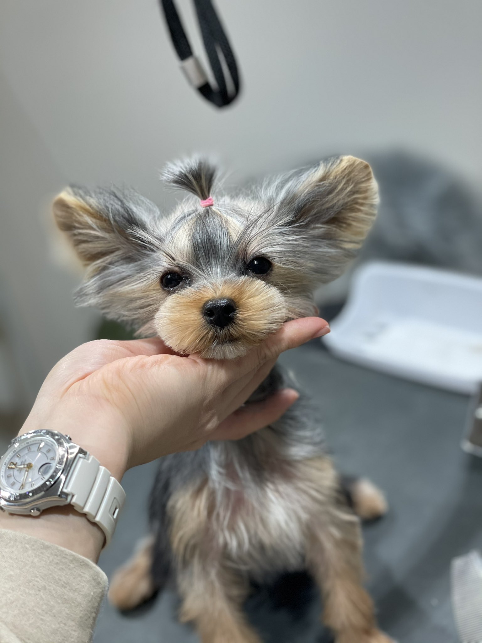 Twitter 上的 Info Macatori 初トリミング ヨーキー ヨークシャーテリア パピー お利口さん 犬 トリミングサロン カット後 After Dog Cut トリマー 初めてでしたが 最後までとてもとてもお利口さんで ございました T Co Ghlw53msrb