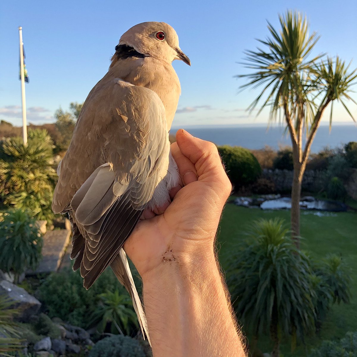 It’s always nice to catch one of these little beauties #CollaredDove #BirdRinging