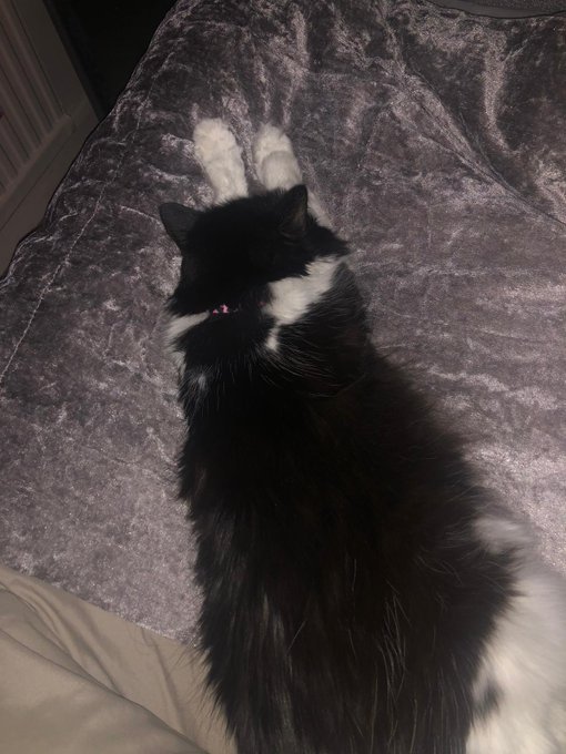 Happy Caturday everyone! Love Minnie ❣️❣️ https://t.co/iELHSH0MLz<a href="/tag/camgirl"class="tags"><span>#camgirl</span></a>