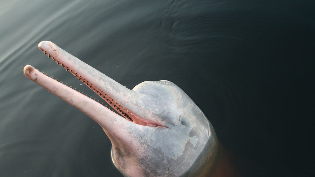 Does a mermaid always have to be a 50/50 blend of human and fish?The Boti of the Amazon, is a shape shifting 'weredolphin' who can be a handsome man, a dolphin, and a hybrid depending on what it needs.(Credit:  https://merlinnus78.tumblr.com/post/141894137968/wereshark-and-weredolphin-for-5th-edition) /3