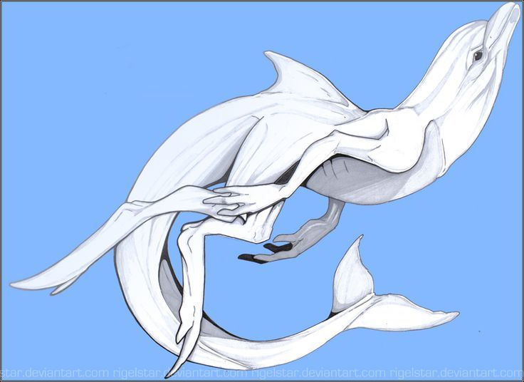 Does a mermaid always have to be a 50/50 blend of human and fish?The Boti of the Amazon, is a shape shifting 'weredolphin' who can be a handsome man, a dolphin, and a hybrid depending on what it needs.(Credit:  https://merlinnus78.tumblr.com/post/141894137968/wereshark-and-weredolphin-for-5th-edition) /3