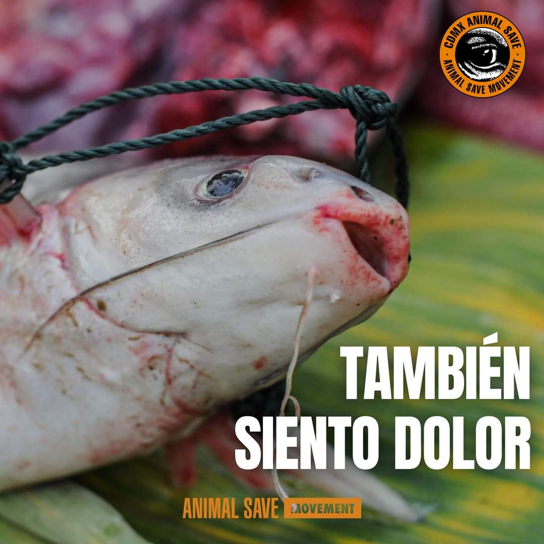 cdmxanimalsve's tweet photo. ¿Te imaginas el anzuelo rasgando sus órganos digestivos a través de su boca?

@animalsavemvmt
@AnimalSaveMx

#CDMXAnimalSave #MéxicoSinMataderos #Peces #Pesca #Violencia #Especismo #DerechosAnimales #LiberaciónAnimal #Injusticia #México https://t.co/lPKBStCfQa