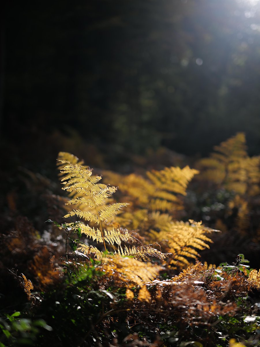 Hello, I'm Emma Drabble, a photographer living &amp; working in the Wye Valley and I'm taking over this weekend! I've been taking pictures all my life. Seeing light, beautiful natural shapes and colour is a free and wondrous part of my day which inspires ideas and aids mental growth.