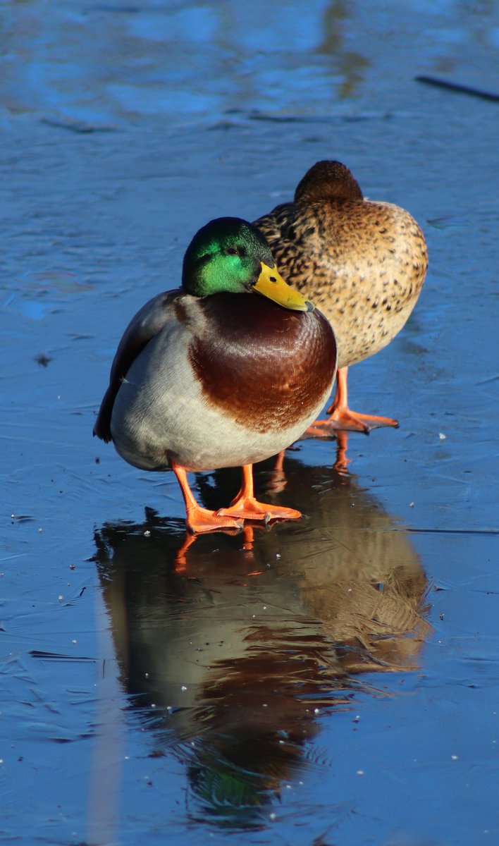 M_Hartl's tweet photo. Birds in wintry Forthquarter Park, #Edinburgh #Winterwatch https://t.co/bh7dx7wR1j
