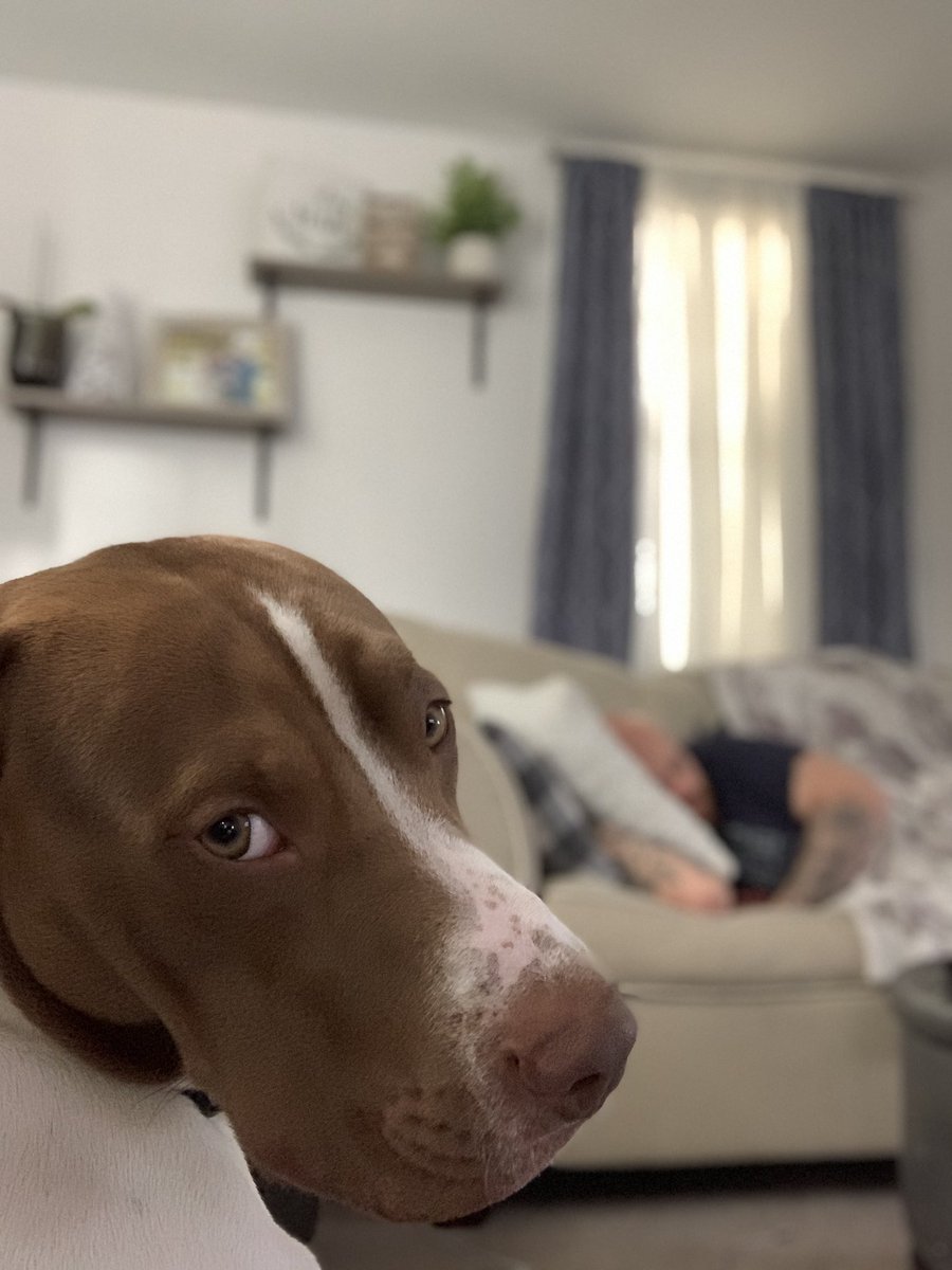 BizzBianca's tweet photo. @Creidenouer @Da_Hitman_Hart When you get yelled at for peeing on the kitchen floor, but if your dad does it all he gets is pizza and a nap. https://t.co/QVF1sDIKps