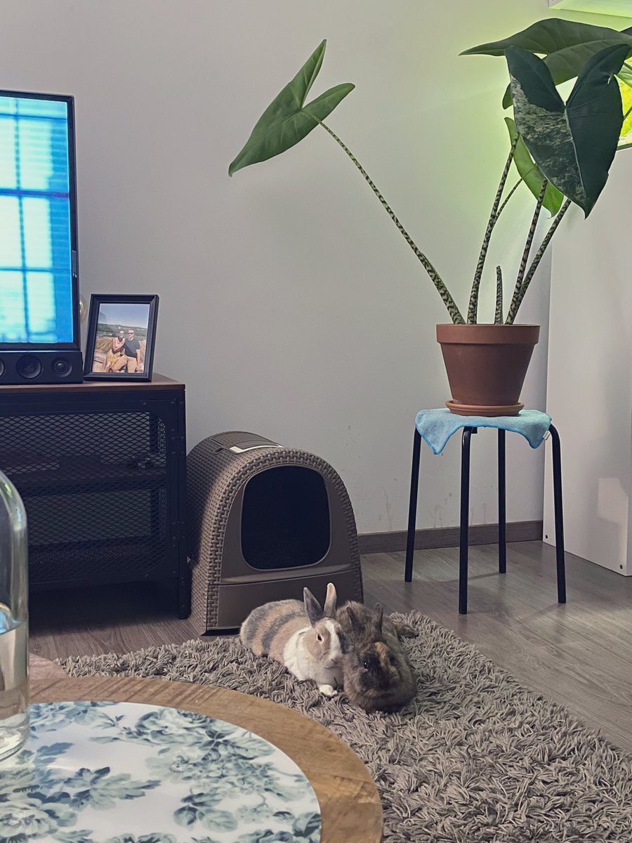 moonie_jims's tweet photo. @cheesekroket Suuuuper lief!!! Je mag me altijd spammen met foto’s of vragen stellen over housing, groentjes ect!!! Groetjes Hopper, Flo &amp; Jen xxx https://t.co/MH0q7iBZyg