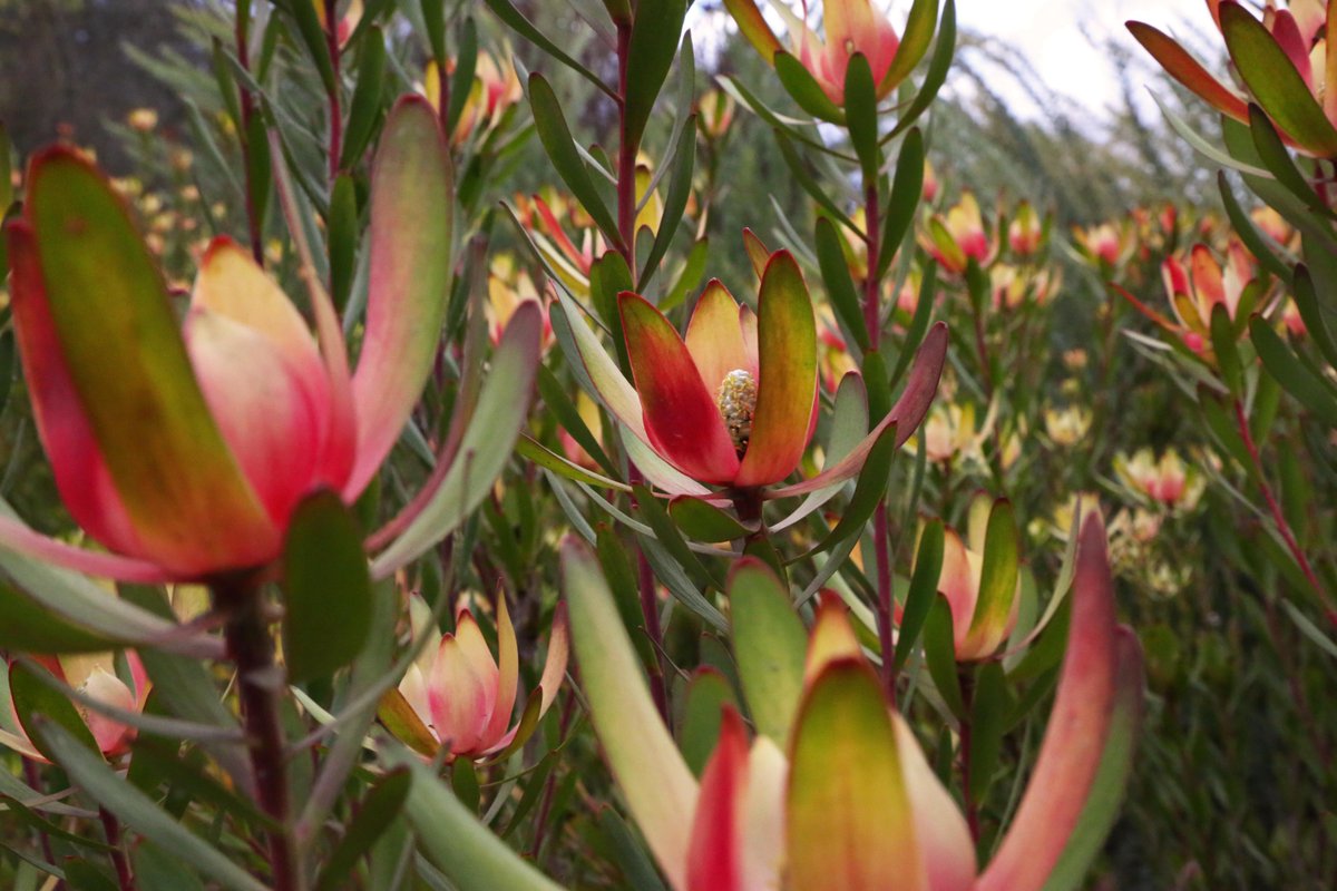 DescansoGardens's tweet photo. #Leucadendron 'Safari Sunset' is popping with color under the overcast sky. You can spot these and other low-water plants at #CenterCircle once you enter the garden 🌤️ #ExploreDescanso

Descanso is open daily from 9am to 5pm. Learn more at https://t.co/mfEmqewC1g https://t.co/qj3Fy0Hxi6