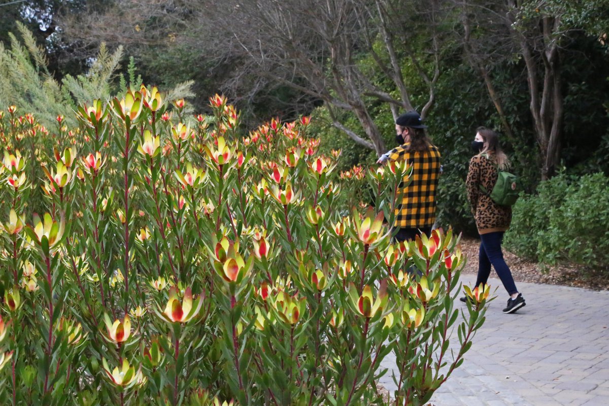 DescansoGardens's tweet photo. #Leucadendron 'Safari Sunset' is popping with color under the overcast sky. You can spot these and other low-water plants at #CenterCircle once you enter the garden 🌤️ #ExploreDescanso

Descanso is open daily from 9am to 5pm. Learn more at https://t.co/mfEmqewC1g https://t.co/qj3Fy0Hxi6